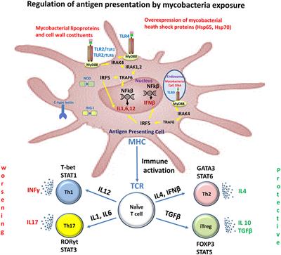 Conflicting Role of Mycobacterium Species in Multiple Sclerosis